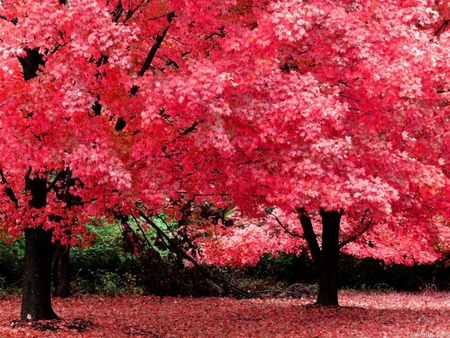 Red trees - red, tree, forest, nature