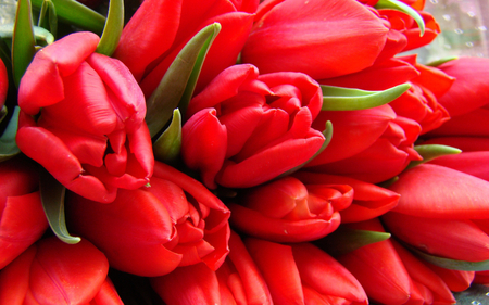 Red tulips - flower, nature, tulip, red