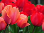 Pretty tulips