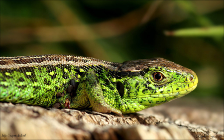 green lizards - lizard, green, animals, reptiles