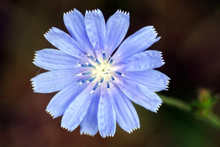 Wild Flower - flower, beauty, wild, nature, blue