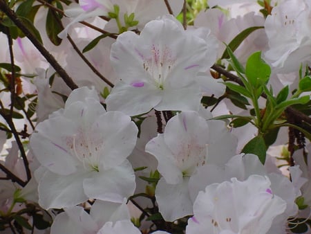 White Flowers - white, beauty, nature, gail, bobbi, flowers