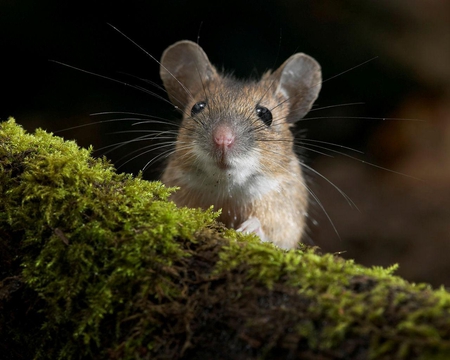 Yellow Necked Field Mouse - wiskers, grass, rodent, little