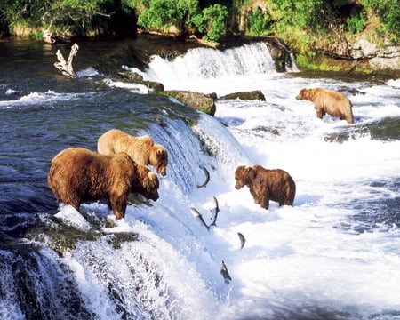 Brown Bears Fishing in Alaska - fish, water, bears, falls