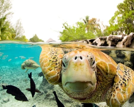 Face to Face - sky, turtle, water, green