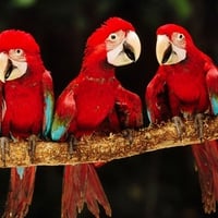 Red and Green Macaws Peru