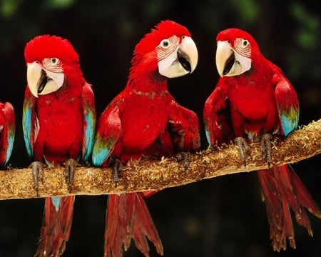 Red and Green Macaws Peru - birds, limb, red, feathers, becks, macaws, animals