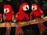 Red and Green Macaws Peru