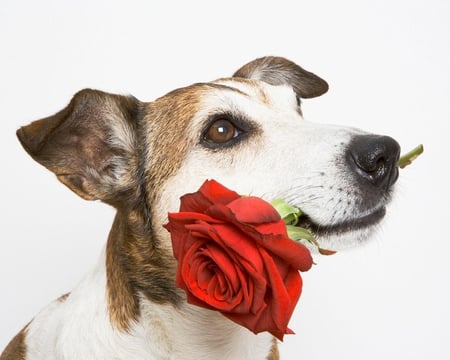 Flower For My Sweet - nose, red, flower, animals, rose, ears, dog, eyes