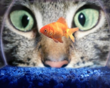 Fishful Thinking - bowl, animals, water, cat, fish, fishtank, orange, closeup