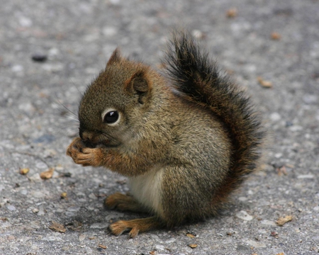 Little Squirrel - tail, animals, ground, baby, eyes, squirrel, fur, food, gray