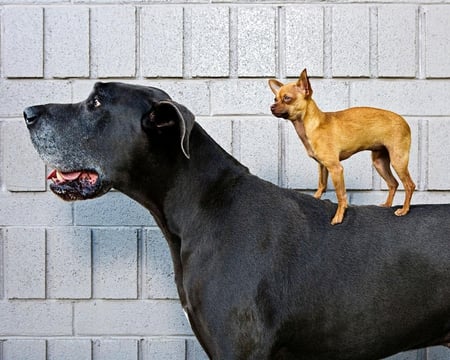 Who's the Boss - chihuahua, tan, small, great, dane, black, big, dogs, animals