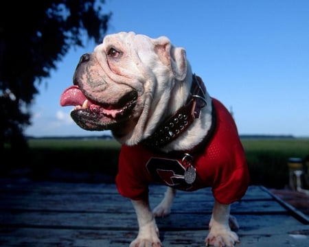 Mascot for University of Georgia - sky, animals, wood, nature, white, college, mascot, blue, dog, outfit