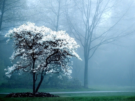 Snowy tree - winter, tree, nature, mist, snow