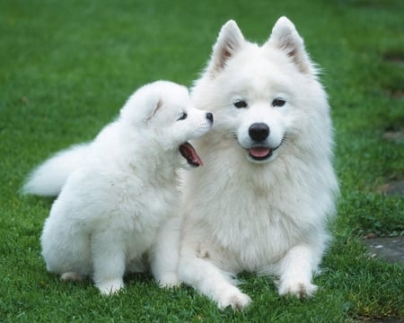 Samoyed with Puppy - nose, tongue, puppy, eyes, animals, nature, white, mouth, ears, dog, grass