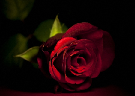 Red rose - nature, dark, red, leaf, black, rose, flower