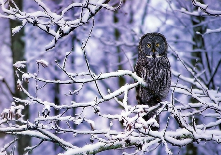 Owl - animal, other, bird, beautiful