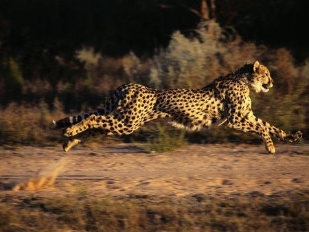 Cheetah jumping - cheetah, jump, wildlife, feline