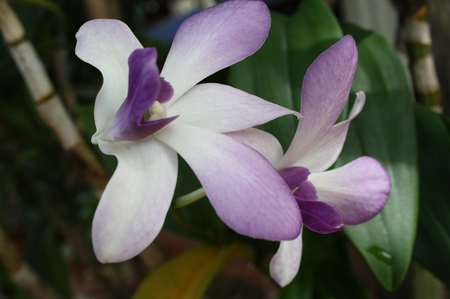 puple - nature, flower, orchid, puple