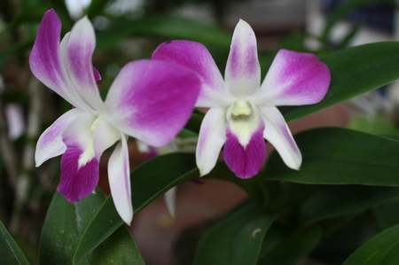 Purple - orchid, flower, nature, purple