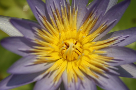 lotus - lotus, flower, nature, purple