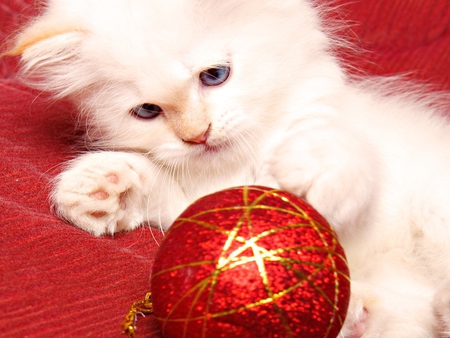 Christmas kitten - christmas, animal, holiday, kitten, feline, sweet, cat