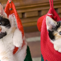Kittens in christmas stockings