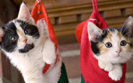 Kittens in christmas stockings - stocking, animal, kitten, cat, sweet, feline, christmas