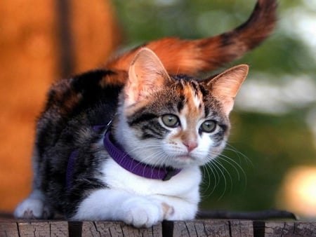 Pretty cat