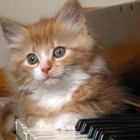 Musician kitten