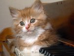 Musician kitten