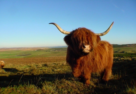 Highlandcow - animal, cow, other, beautiful