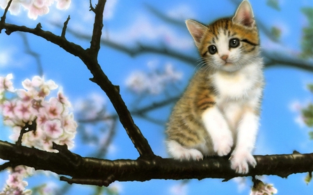 Cute Kitty for Rose ( CandyLace) - flowers, cute, sittingon a tree, kitty