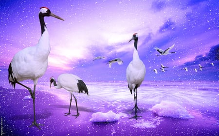 Red-Crowned Cranes - lovely, purple, cranes, red-crowned