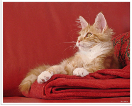 Taking a Siesta - cute, ginger cat, blanket, red