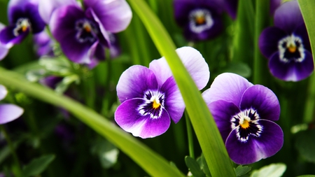 Purple Pansies - flowers, lovely, purple, pansies