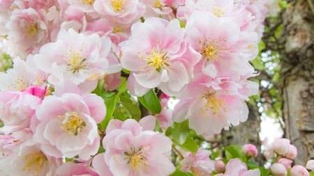 Flowers to all my Dn friends - flowers, pretty, white, beautiful, pink