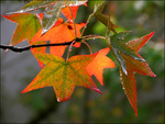 autumn leafs