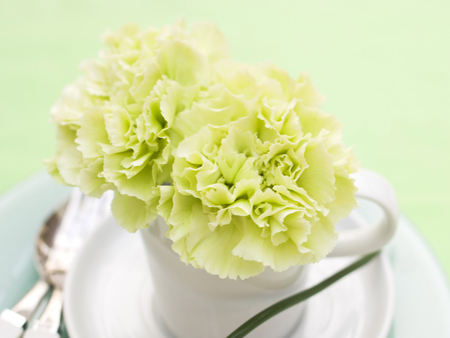 carnation - flowers, carnation, cup, green