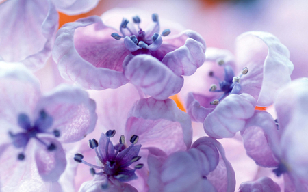 pretty flowers - pretty, flowers, lavender, purple