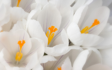 so pretty in white - white, pretty, 3d, flowers, pure