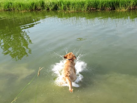 Champion Diver - brown, labrador, dog, diving, water