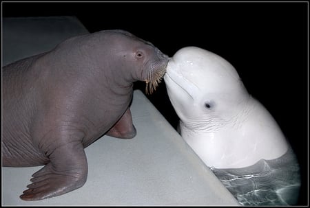 THE KISS - walrus, friends, animal, beluga whale