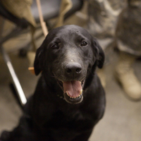 Military working dog