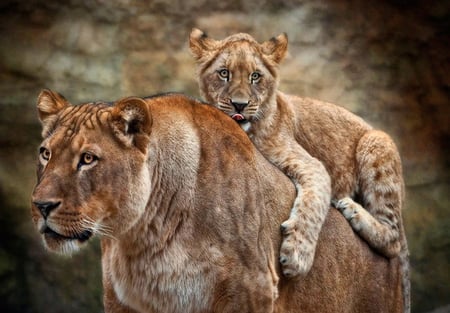 Very safe ride - hunter, female, lioness, cub, africa, ride, affection