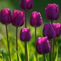 Beautiful Purple tulips