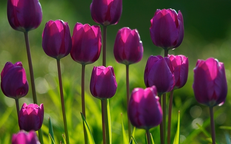 Beautiful Purple tulips - nice, purple, beautiful, tulips, flower