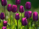 Beautiful Purple tulips