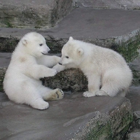 POLAR BEAR BROTHERS