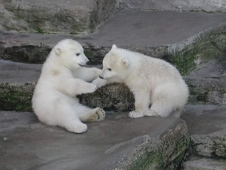 POLAR BEAR BROTHERS - polar bear, baby, bear, wild